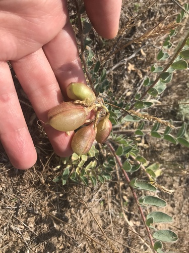 Astragalus longipetalus
