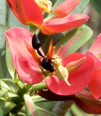 Delta pyriforme philippinense