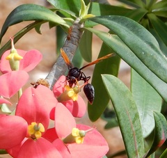 Delta pyriforme philippinense