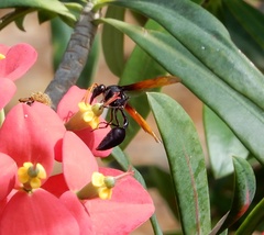 Delta pyriforme philippinense