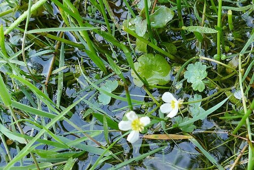 Image of Ranunculus peltatus by no rights reserved