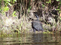 Trachemys decussata