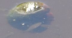 Poecilia latipinna