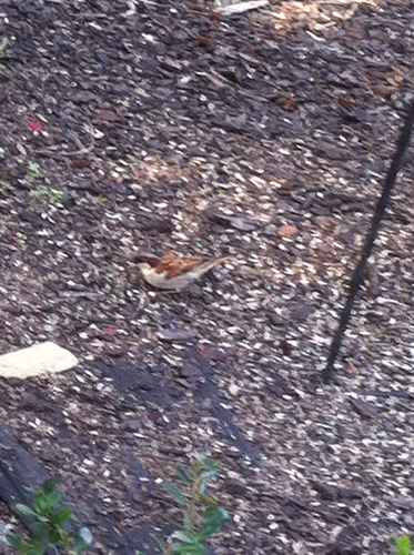 Passer domesticus