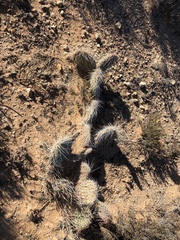 Opuntia trichophora