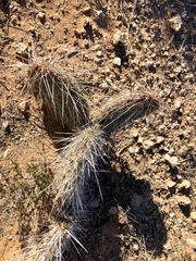 Opuntia trichophora