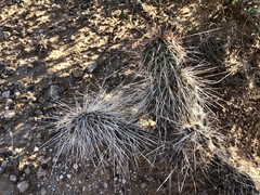 Opuntia trichophora