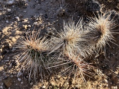 Opuntia trichophora