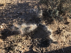 Opuntia trichophora