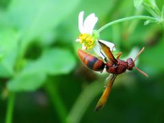 Rhynchium
