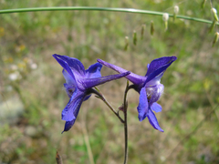 Delphinium alabamicum