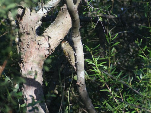 White-spotted Woodpecker