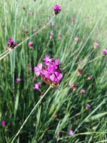 Image of Dianthus giganteiformis by no rights reserved