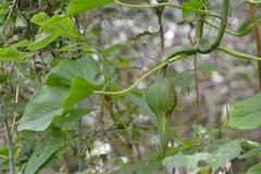 Philodendron purulhense