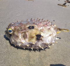 Chilomycterus spinosus