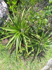 Dyckia