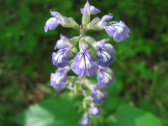 Salvia urticifolia