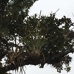 Tillandsia comitanensis