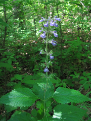 Salvia urticifolia