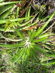 Dyckia