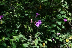 Ipomoea orizabensis austromexicana