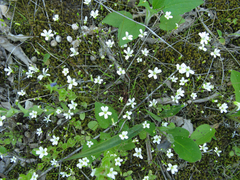 Minuartia