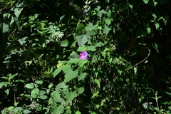 Ipomoea orizabensis austromexicana