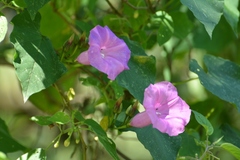 Ipomoea orizabensis austromexicana