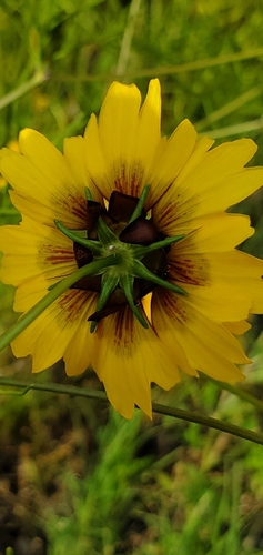 rock tickseed (Coreopsis wrightii)
