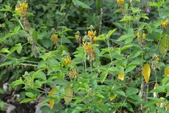 Crotalaria longirostrata