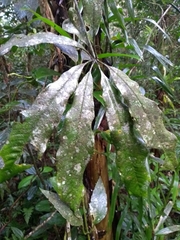 Anthurium sinuatum