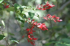 Salvia holwayi