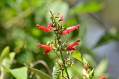 Salvia holwayi