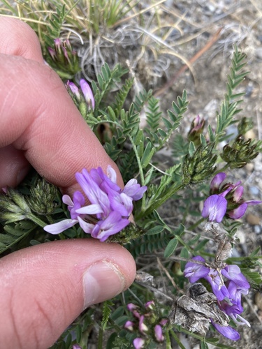 purple milkvetch (Astragalus agrestis)