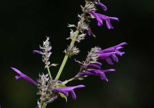 Salvia purpurea