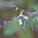 Salvia protracta - Photo (c) Neptalí Ramírez Marcial, some rights reserved (CC BY), uploaded by Neptalí Ramírez Marcial