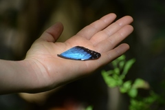 Morpho helenor montezuma
