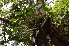 Guarianthe