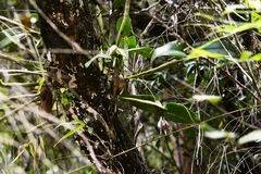 Guarianthe