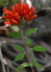 Bouvardia leiantha