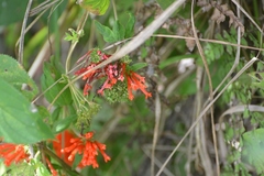 Bouvardia leiantha