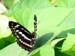 Limenitidinae
