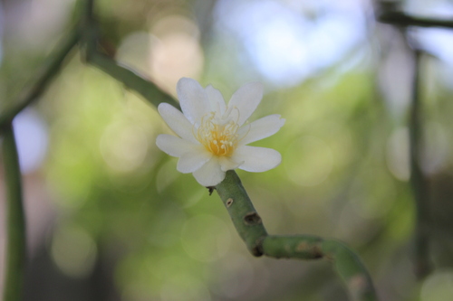 Rhipsalis neves-armondii