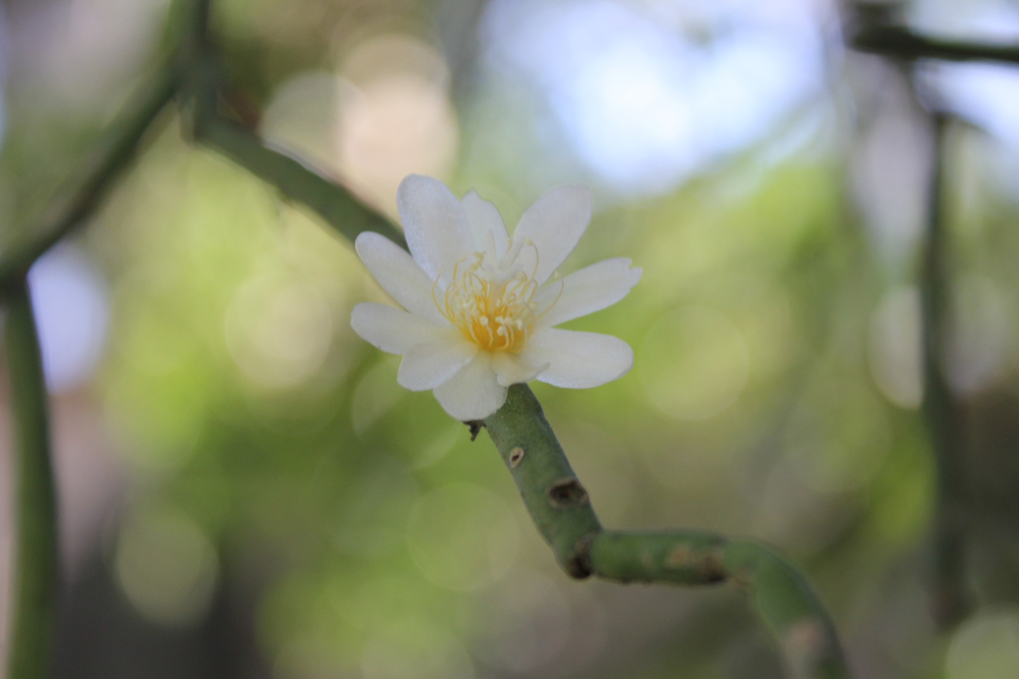 Rhipsalis neves-armondii