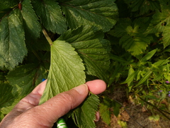 Angelica lucida