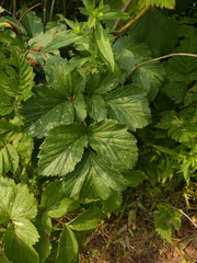 Angelica lucida