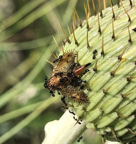 Paracantha gentilis photo 3