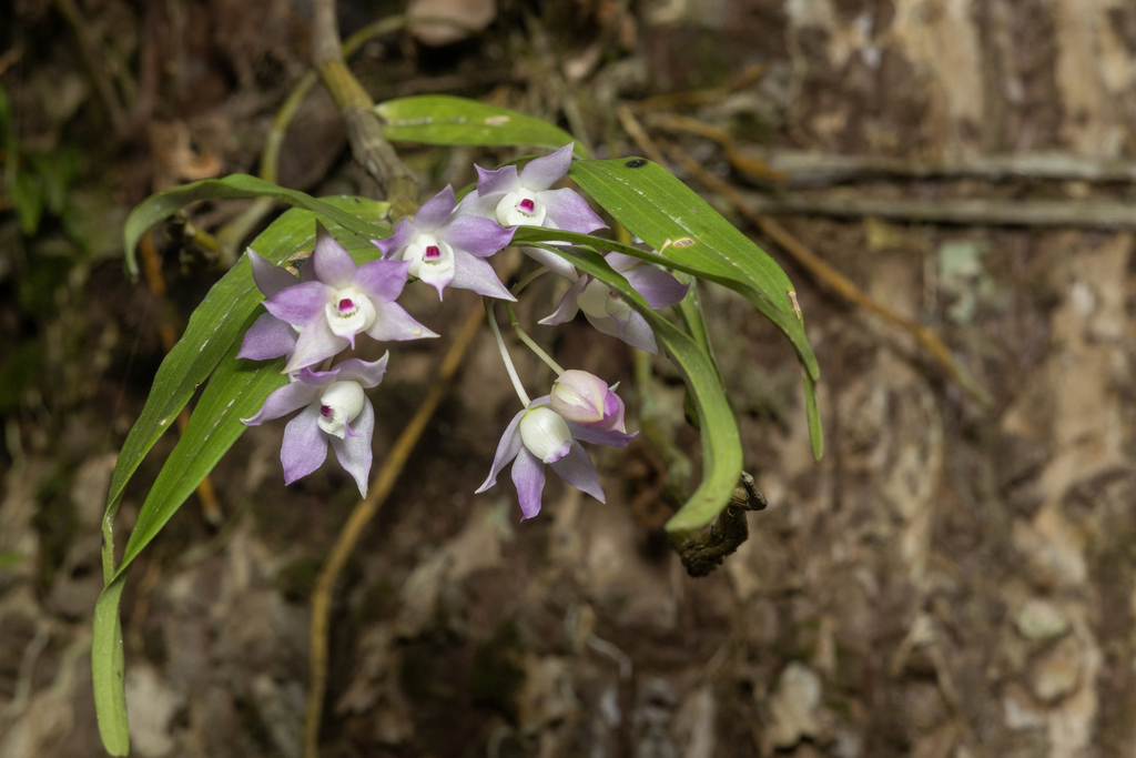 Dendrobium hercoglossum Rchb.f. 3