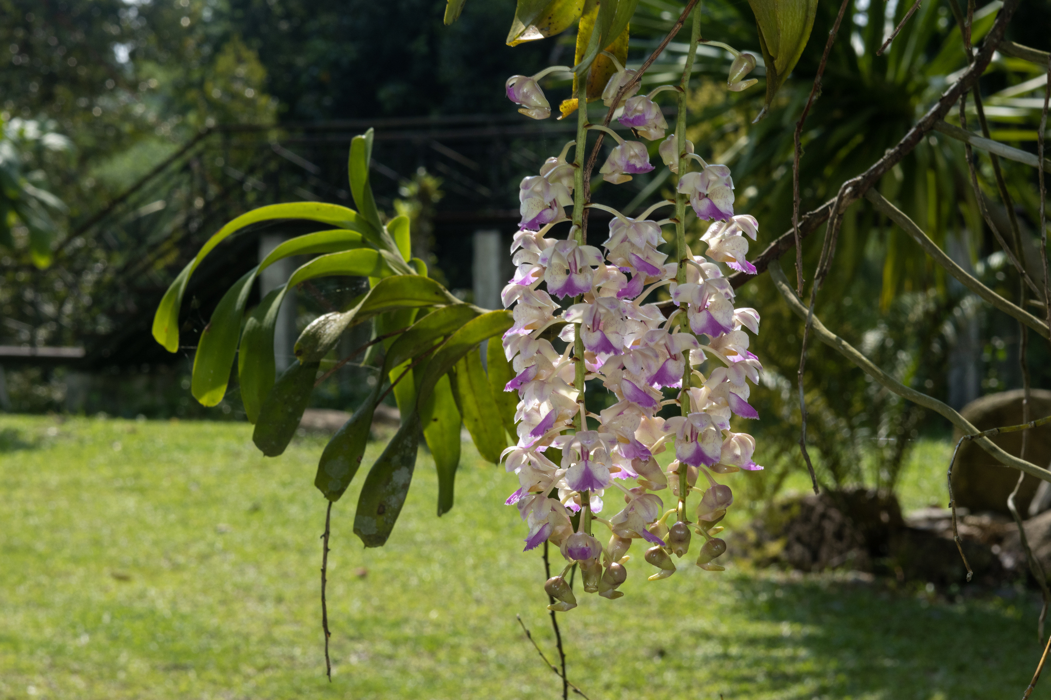 Aerides falcata Lindl. & Paxton 4