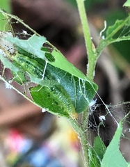 Cotachena histricalis